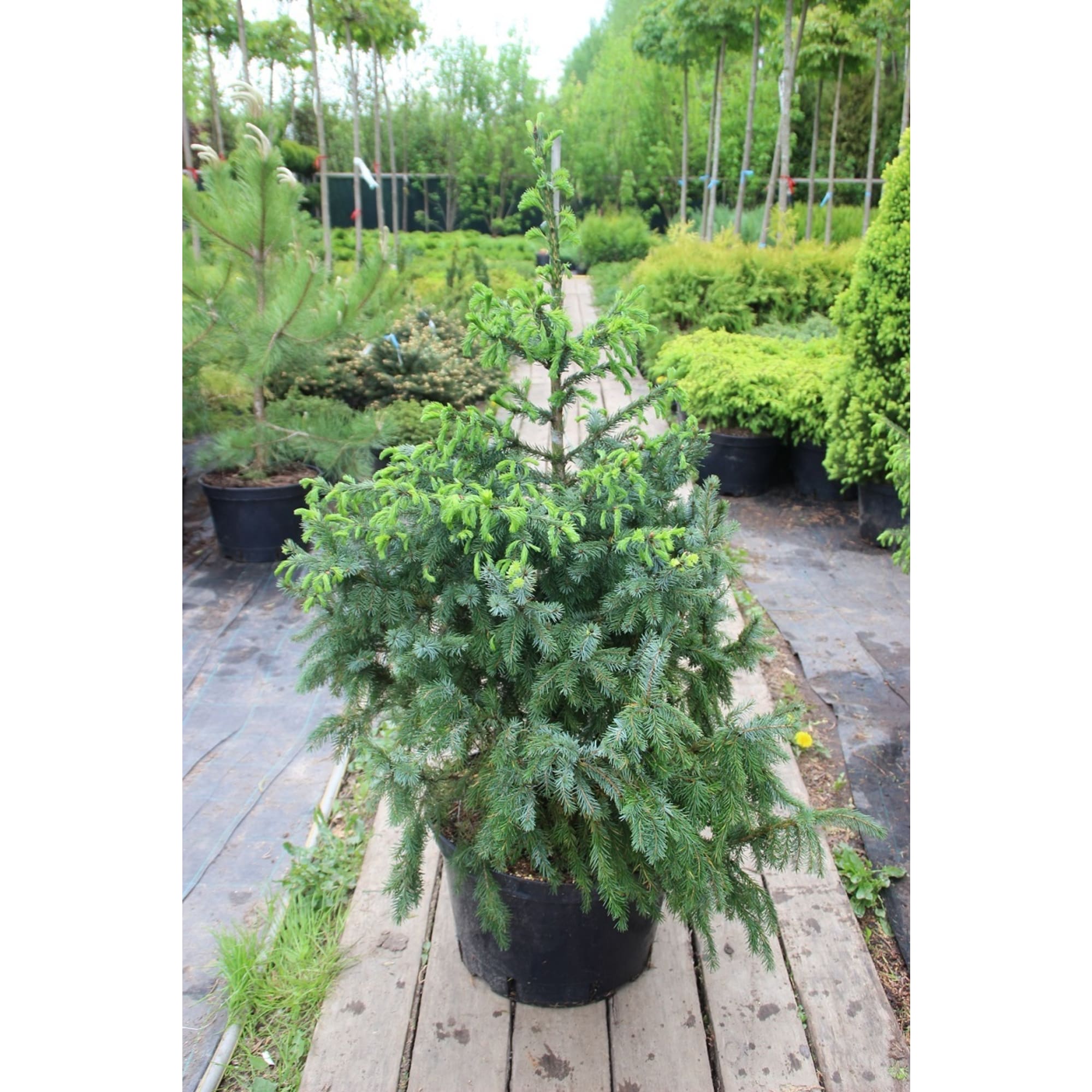 84872970 Ель сербская микс h20 см Santreyd 