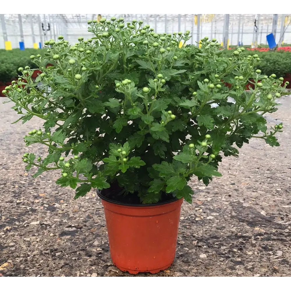 Хризантема кустовая микс ø12 h70 см Агрони STLM-2178671