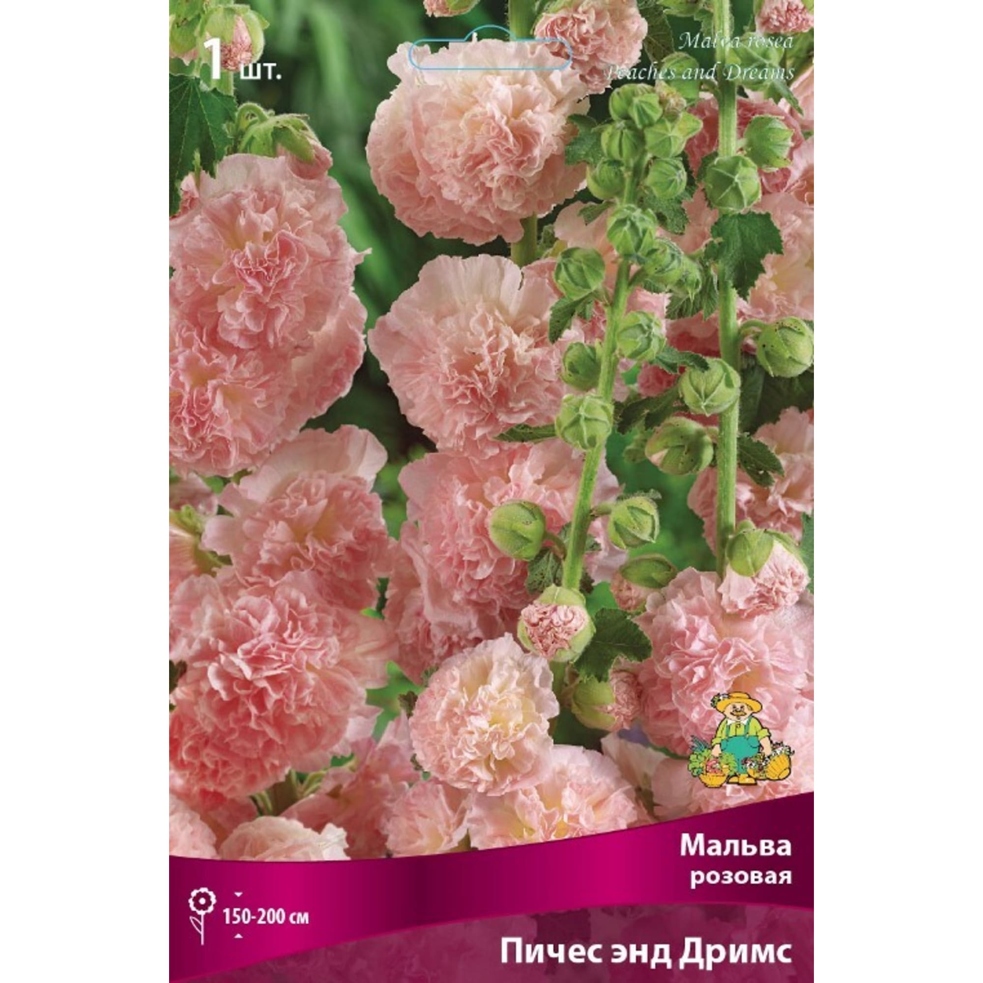 Мальва розовая Пичес Энд Дримс луковица I Santreyd 83599262