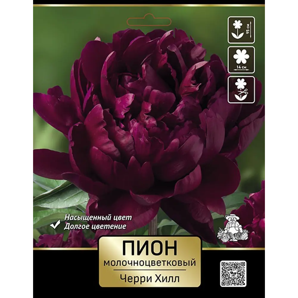 Пион молочноцветковый травянистый Черри Хилл 89452206 STLM-2206594 ПОИСК  - Вид №1