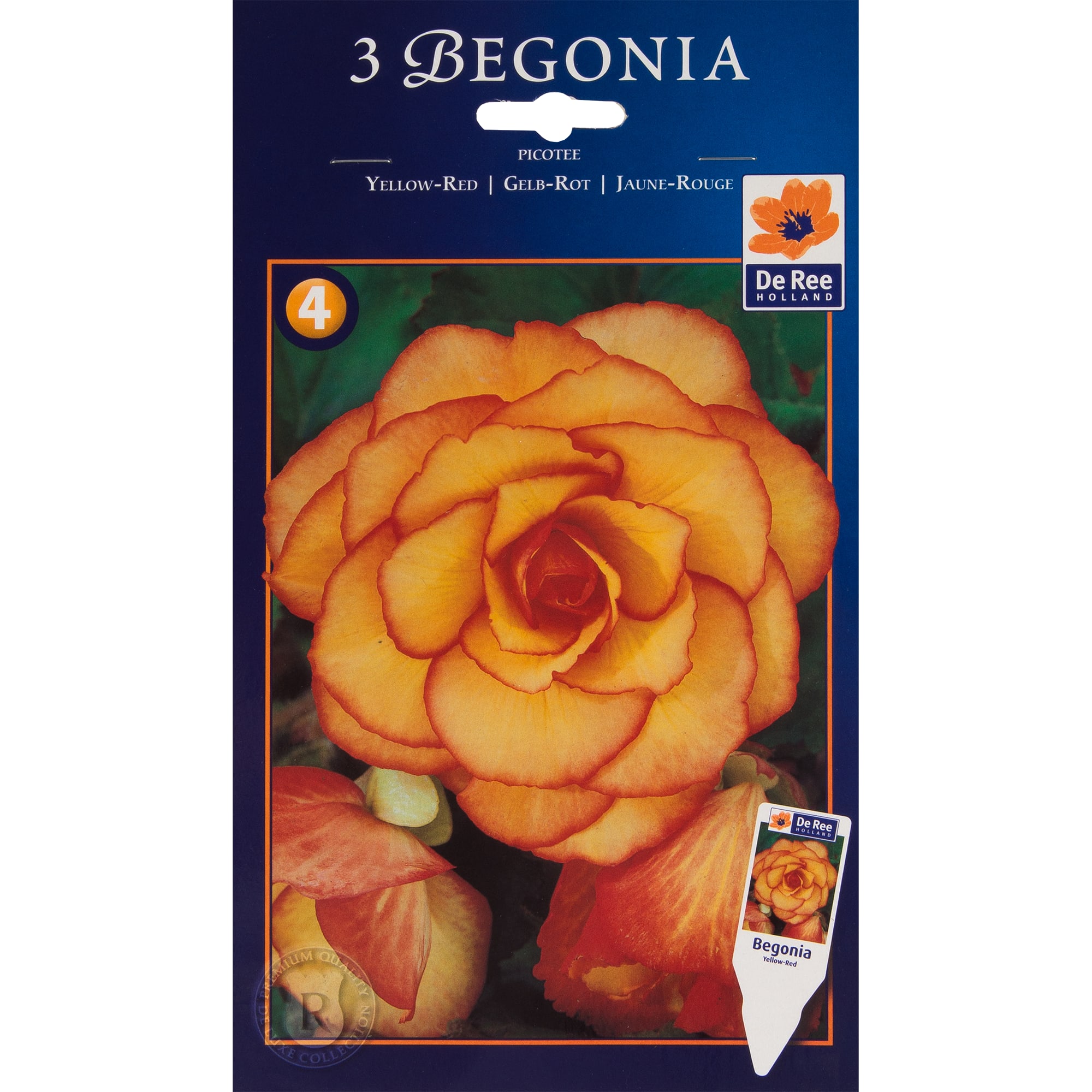 82539269 Бегония пикоти жёлто-красная Santreyd 