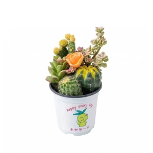 Кактус & суккулент ø11 h15 см