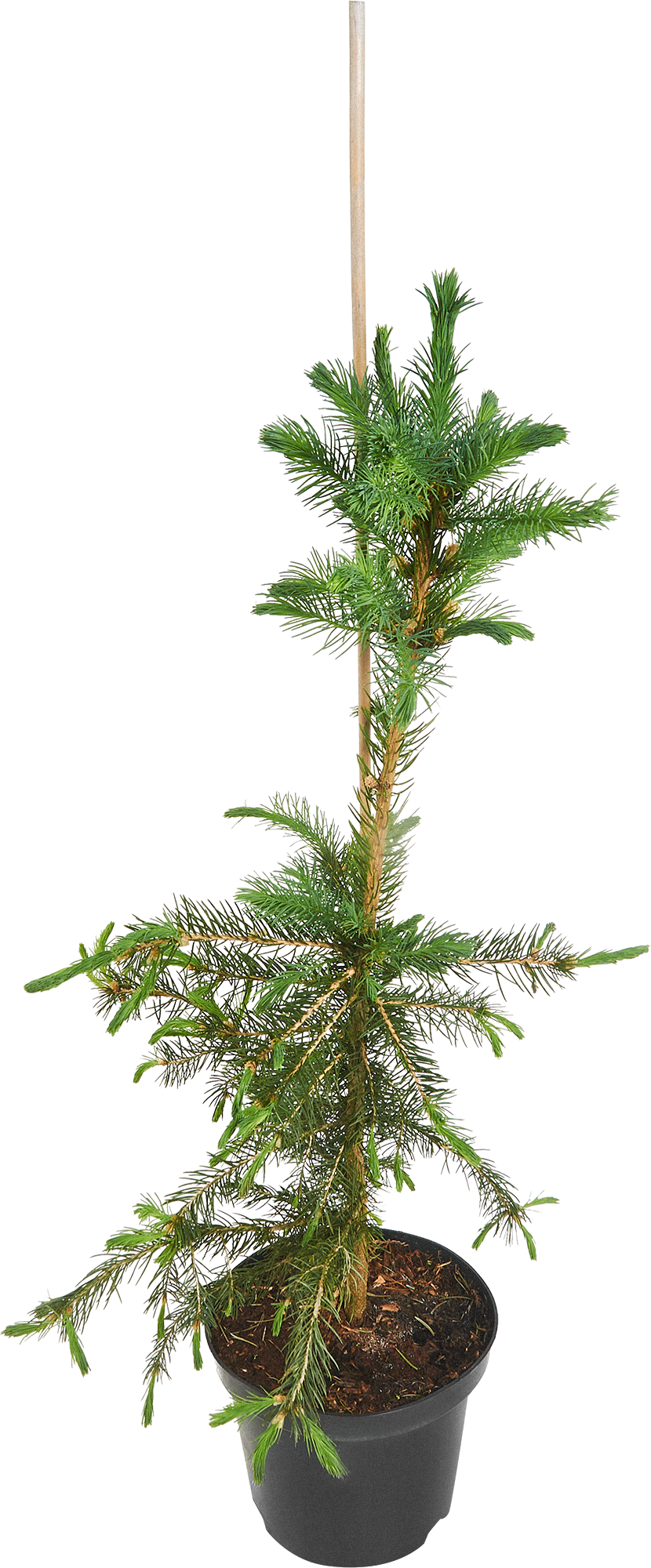 Ель сербская Santreyd - изящное хвойное украшение для сада 87718641 STLM-0075323 - Вид №1