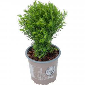 82619470 Хвойные микс Промо 9x20 см