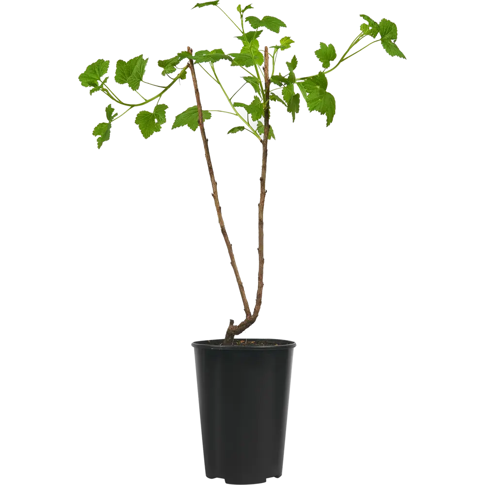 Santreyd Смородина Смоляниновская Белая - саженец для сада 84347447 STLM-0048737 - Вид №1