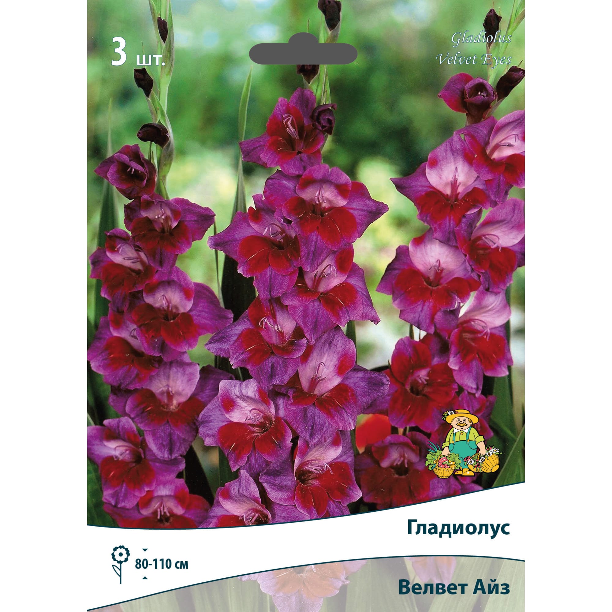 83596522 Гладиолус крупноцветковый Велвет Айз луковица 10/12 Santreyd 