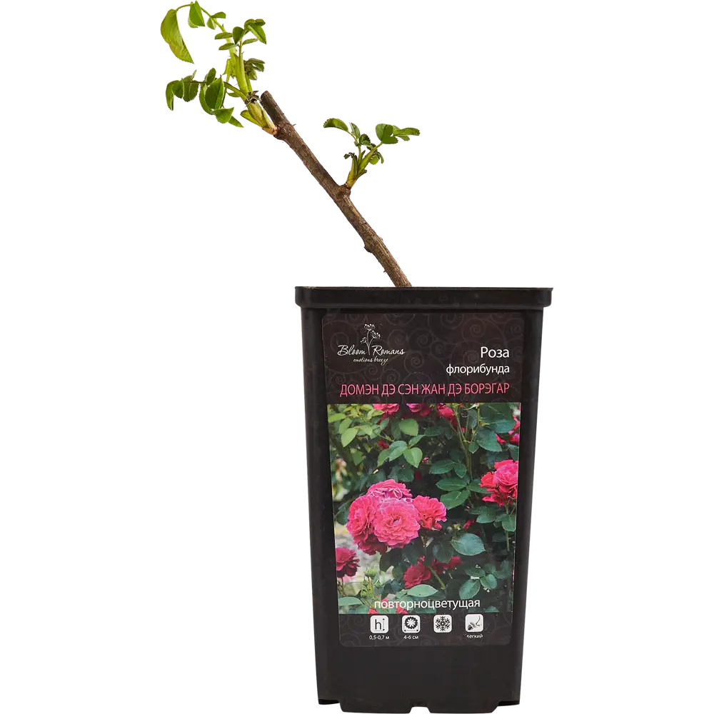 Роза Флорибунда Santreyd - пышное цветение с крупными соцветиями 84721375 STLM-0054016