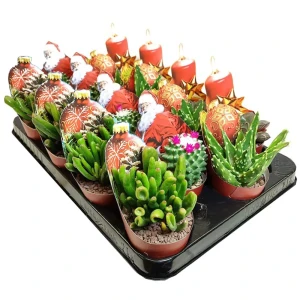 89338598 Микс кактусов и суккулентов ø6.5 h12 см STLM-0835115