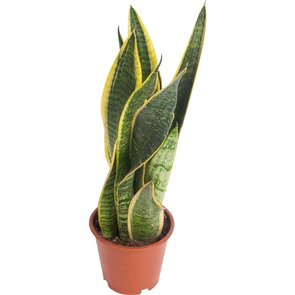 Santreyd Сансевиерия Лауренти - изящный щучий хвост для вашего интерьера 82399644 STLM-0026484