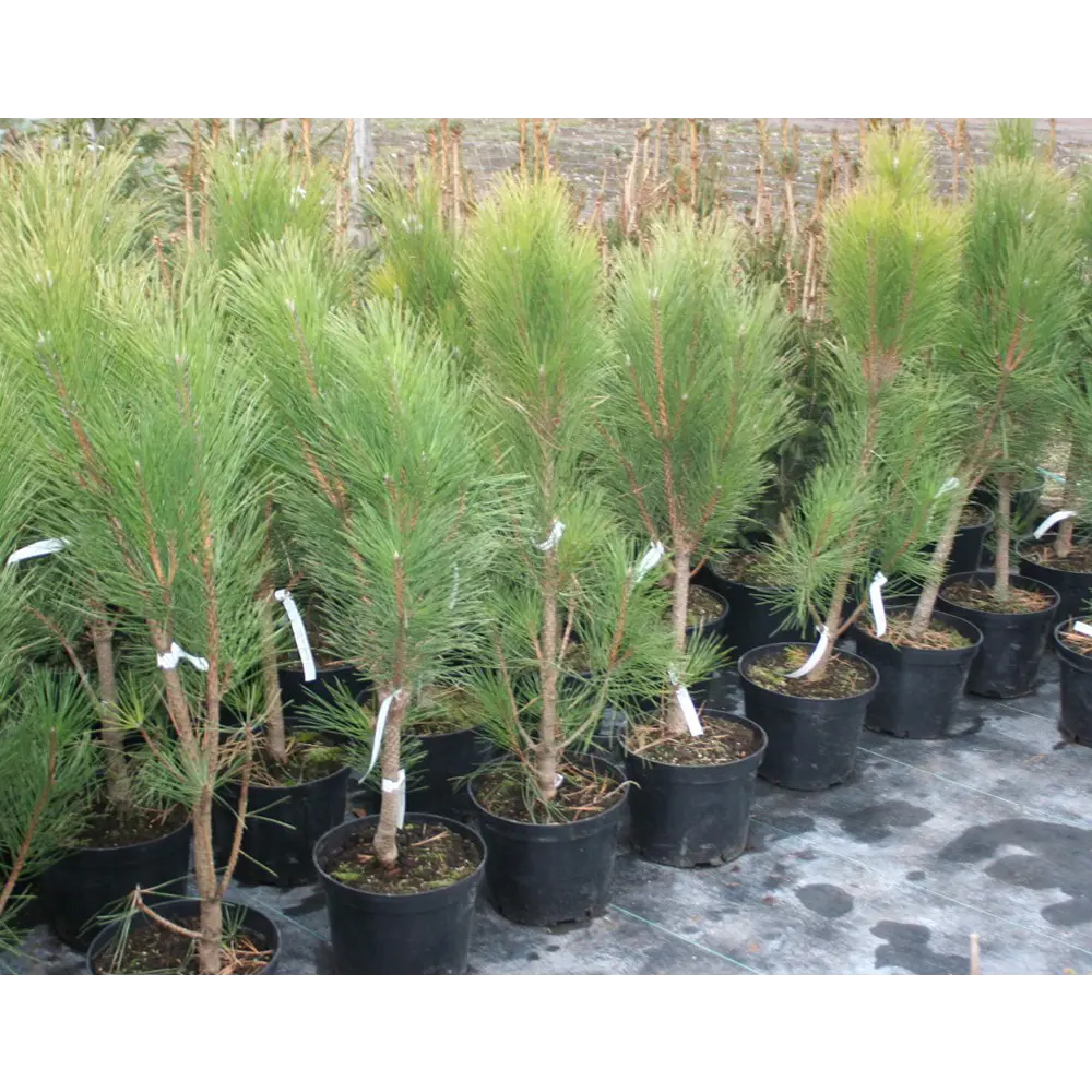 Сосна чёрная Грин Рокет ø15 h35 см PLANTMARKET STLM-2009516