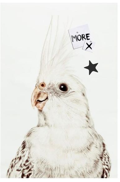 Groovy Magnets Магнитный плакат Animal Pos-62-p - Вид №1