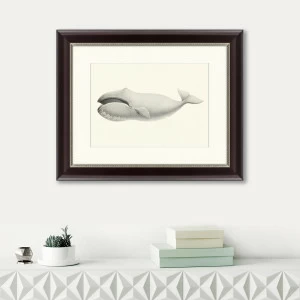 Картина: Bowhead whale (Balaena mysticetus), 1856 КАРТИНЫ В КВАРТИРУ  191742 Разноцветный