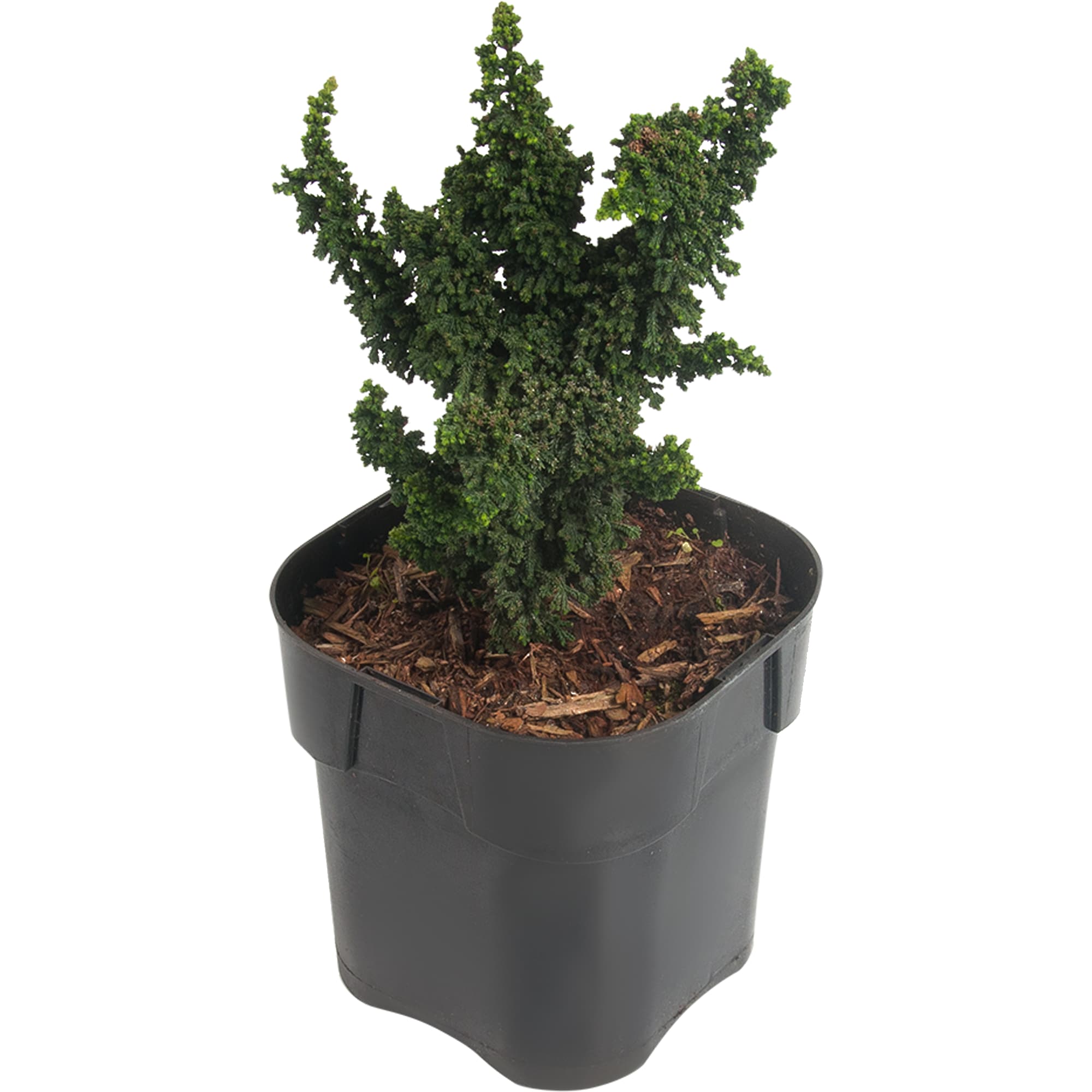 82176398 Кипарисовик тупой «Пигмеа» 2-3 л 15-20 см Santreyd 