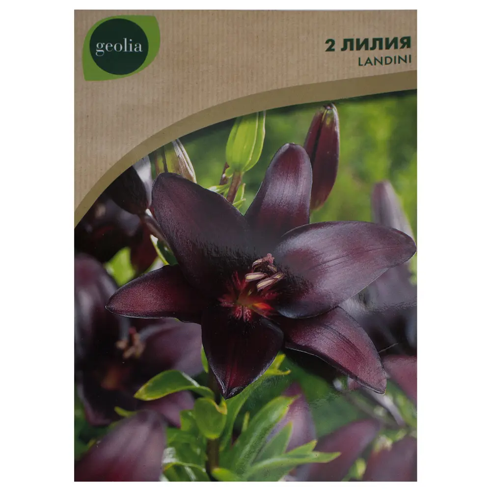 Лилия Landini Geolia, 12/14 15550398 STLM-2182404 