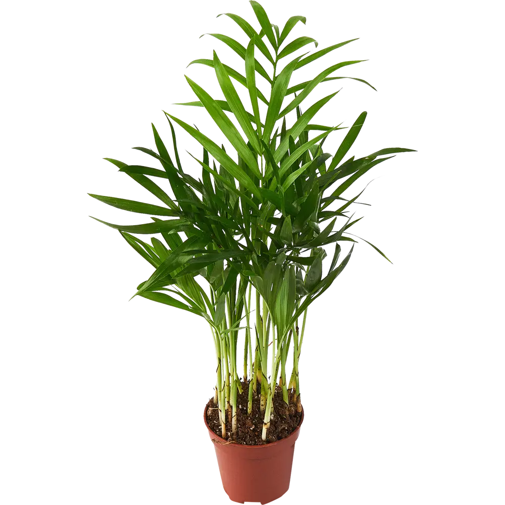 Santreyd Хамедорея Элеганс — изящная комнатная пальма 85324850 STLM-0061463 - Вид №1