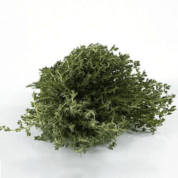 Чабрец (тимьян) Santreyd 1879