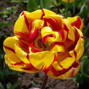 Тюльпан Golden nizza GEOLIA 11/12 10/9