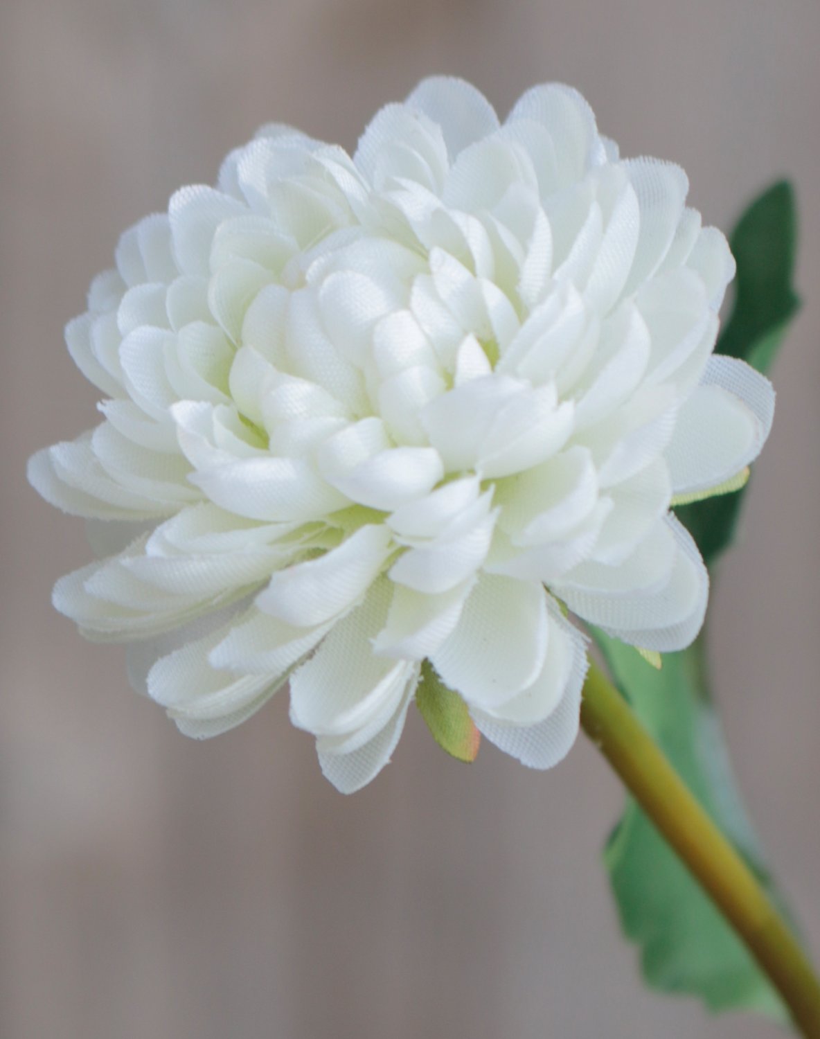 3199 778 a3 Искусственная хризантема, 5-цветков, 68 см, бежево-белая H-andreas 