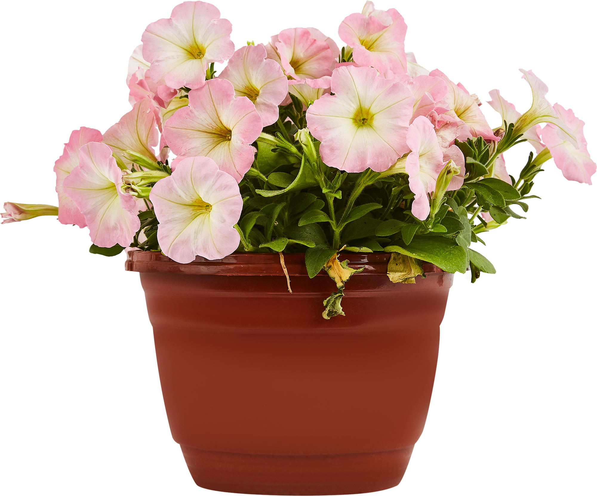 Ампельная петуния Santreyd - разноцветный каскад для кашпо и вазонов 84299080 STLM-0048154 - Вид №1