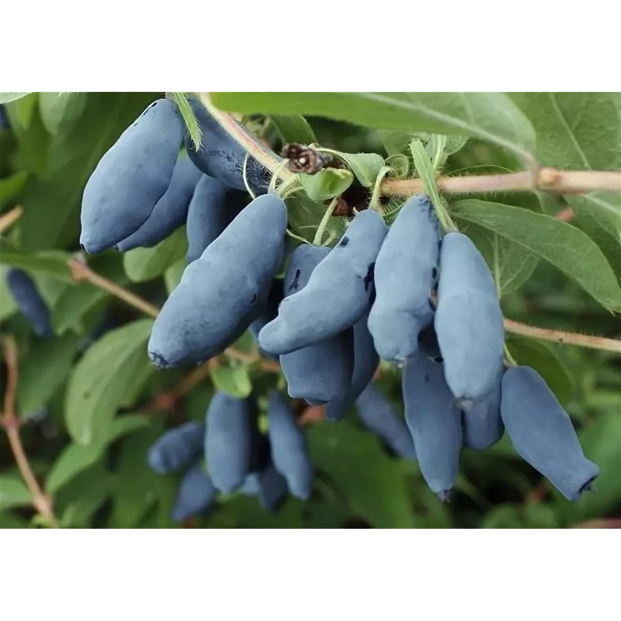 82597079 Жимолость плодовая «Длинноплодная» C3 высота 50 см Santreyd 