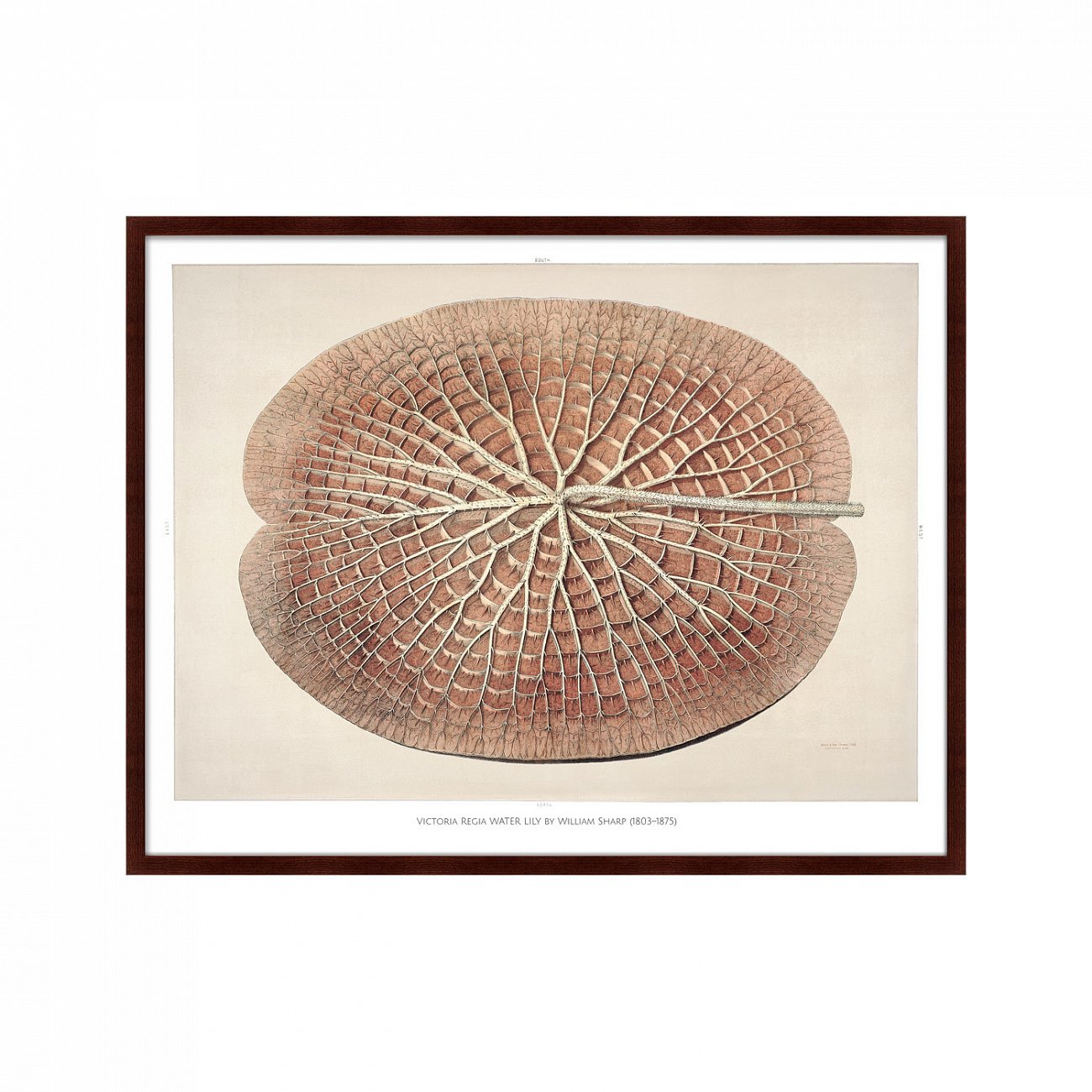 Картина: Leaf of a gigantic water lily, 1870г. КАРТИНЫ В КВАРТИРУ  264212 Разноцветный  - Вид №1