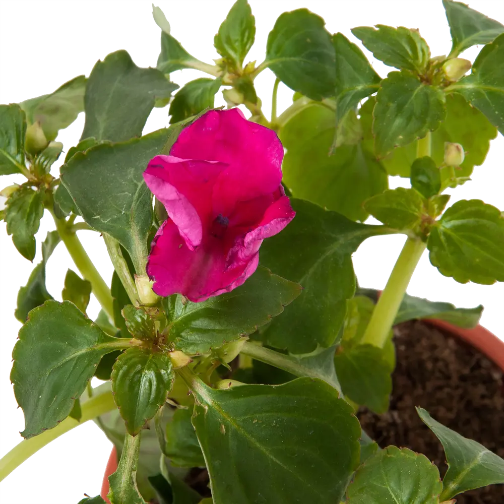 Бальзамин садовый Santreyd - яркий однолетник для цветников и контейнеров 82625824 STLM-0032258 - Вид №1