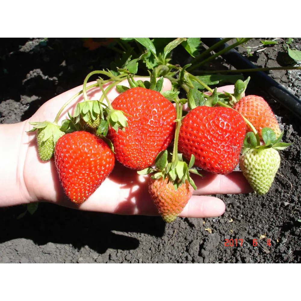 Земляника садовая «Портола» 9x15 см PLANTMARKET STLM-2119366 - Вид №2