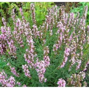 Иссоп лекарственный Розеус