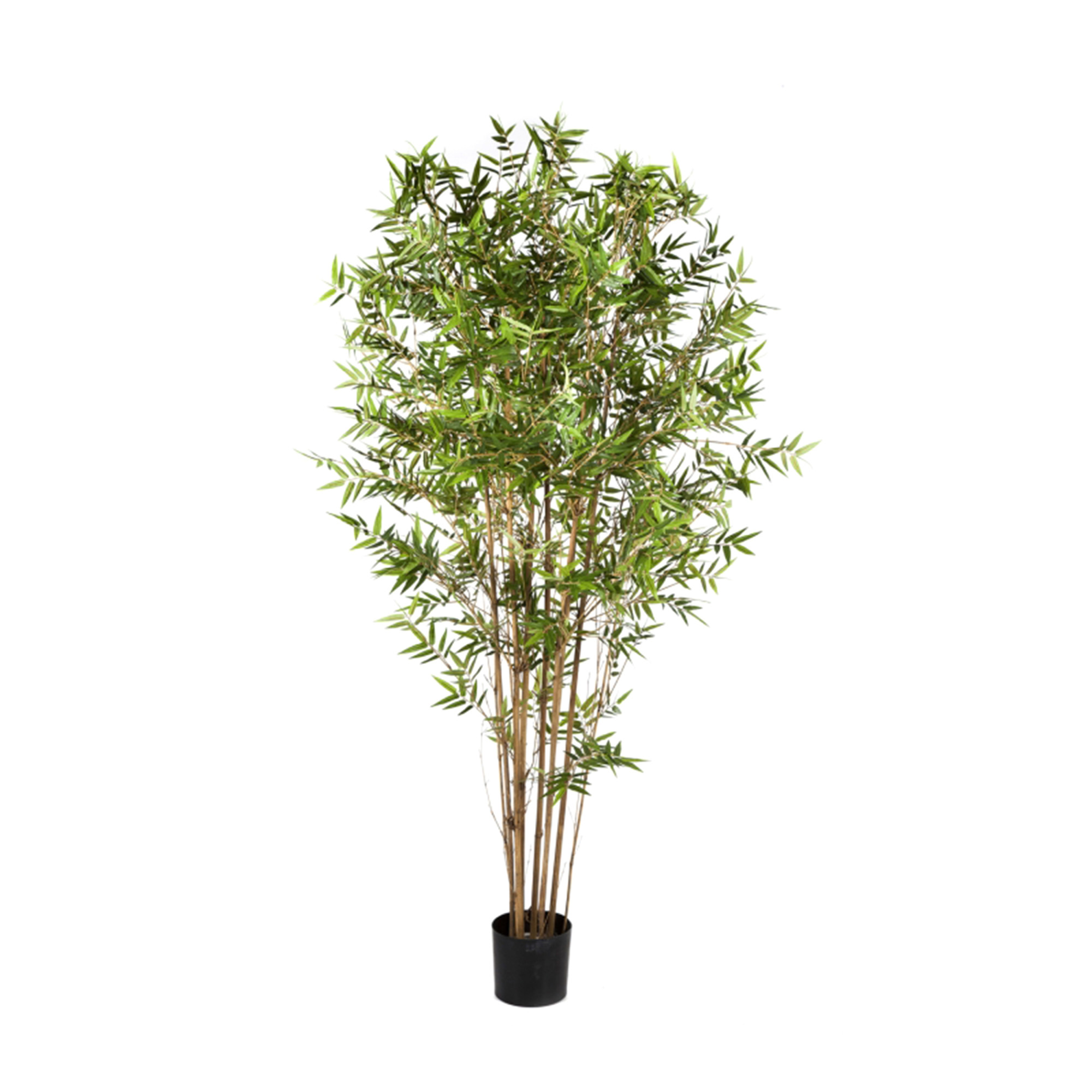 2000983189950 Бамбук японский Ориенталь 180 см BUBOLA E NAIBO Santreyd 