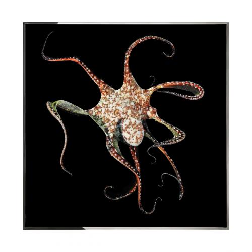 Piovra Смешанная техника Visionnaire 