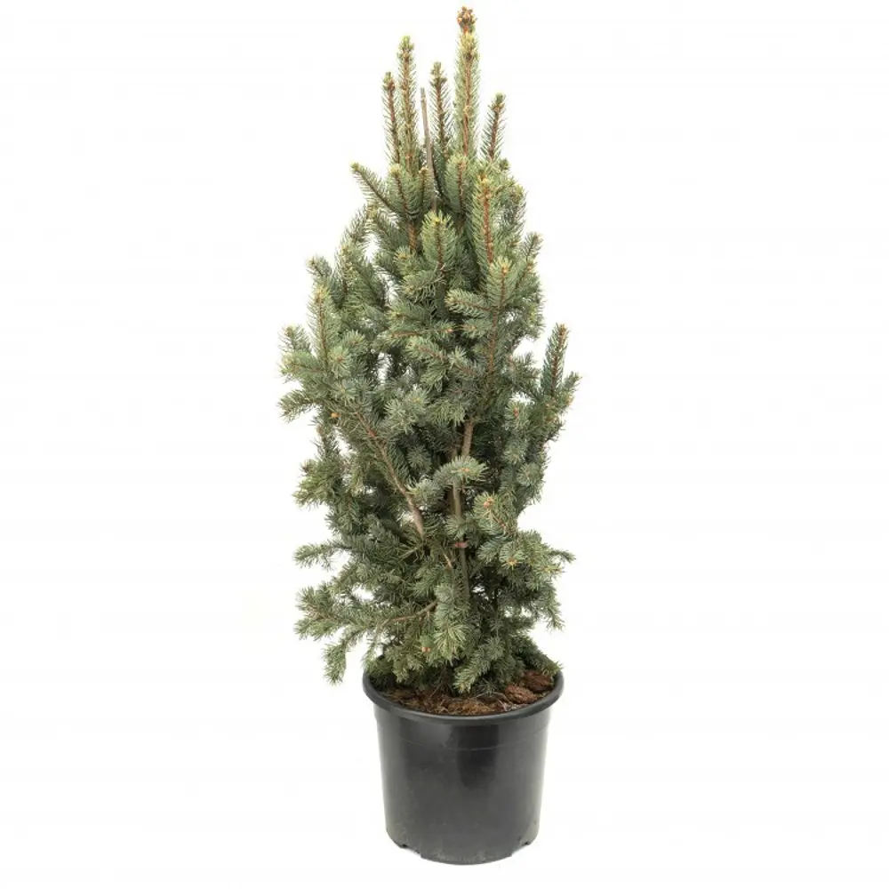 Ель колючая Изели Фастигиата ø22 h65 см 84834194 STLM-2041903 PLANTMARKET 