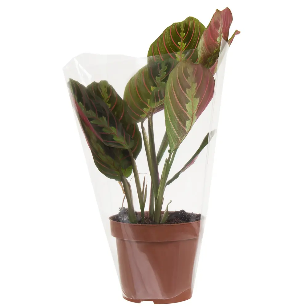 Santreyd Маранта беложильчатая «Фасцинатор» — декоративное растение с розовыми прожилками 18785782 STLM-0012723 - Вид №2
