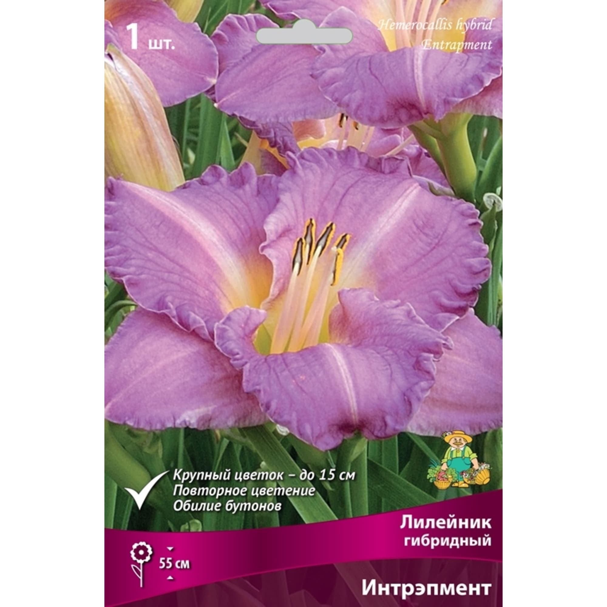 83597562 Лилейник гибридный Интрэпмент луковица I Santreyd 