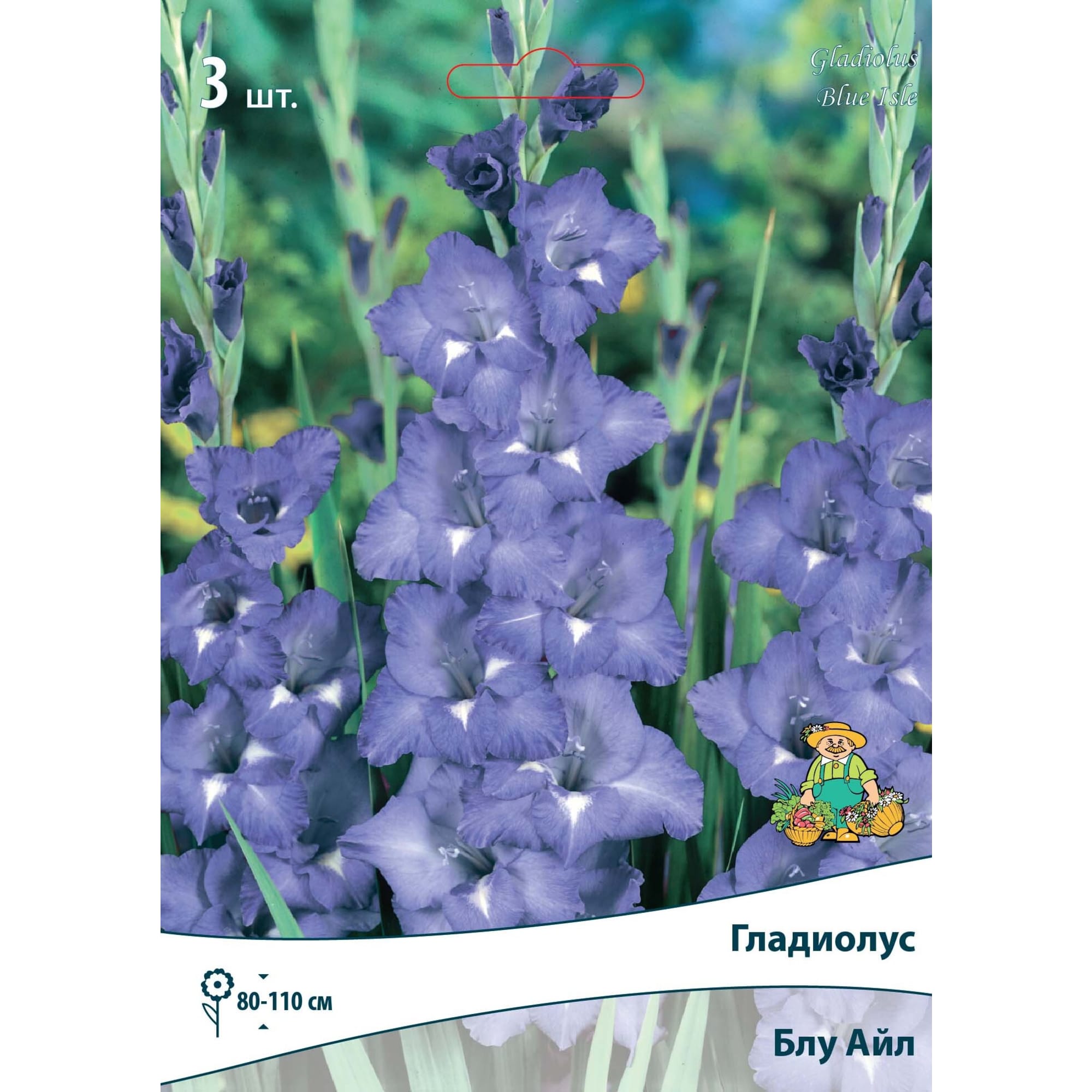 83596480 Гладиолус крупноцветковый Блу Айл луковица 10/12 Santreyd 