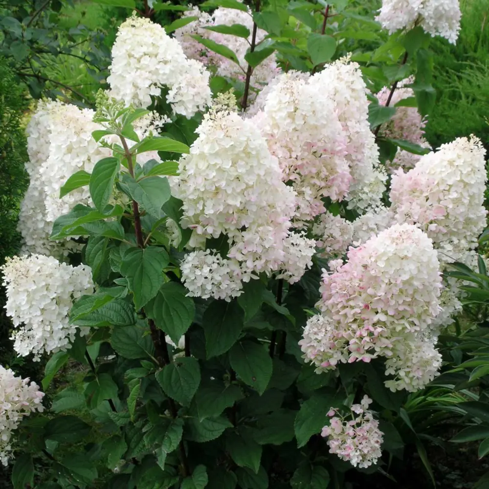 Гортензия метельчатая Долли ø22 h30 см 89421390 STLM-2015715 PLANTMARKET 