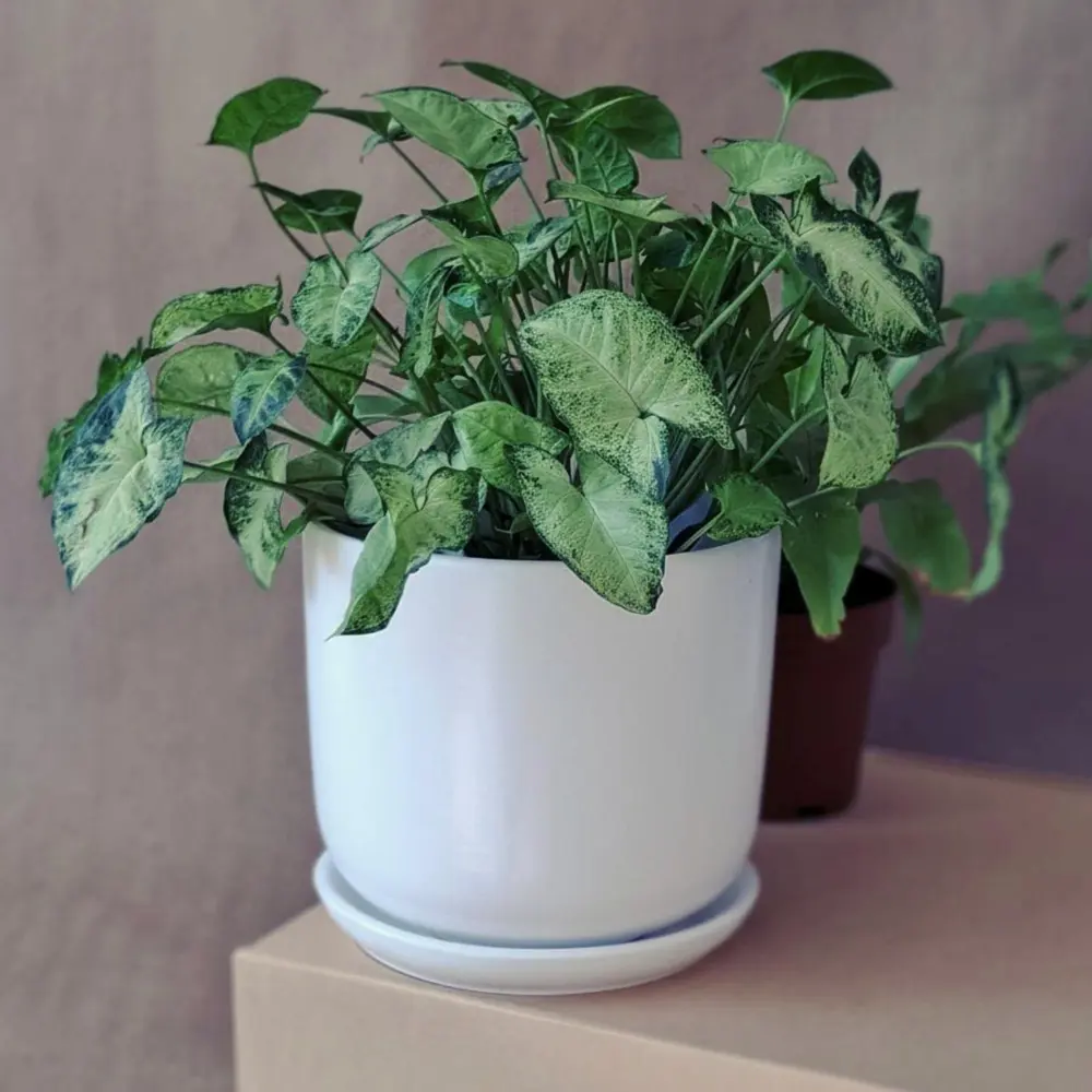 Горшок для цветов Шайн Ø12 h10.5 см v0.8 л керамика белый Santreyd нет STLM-2040647 - Вид №1