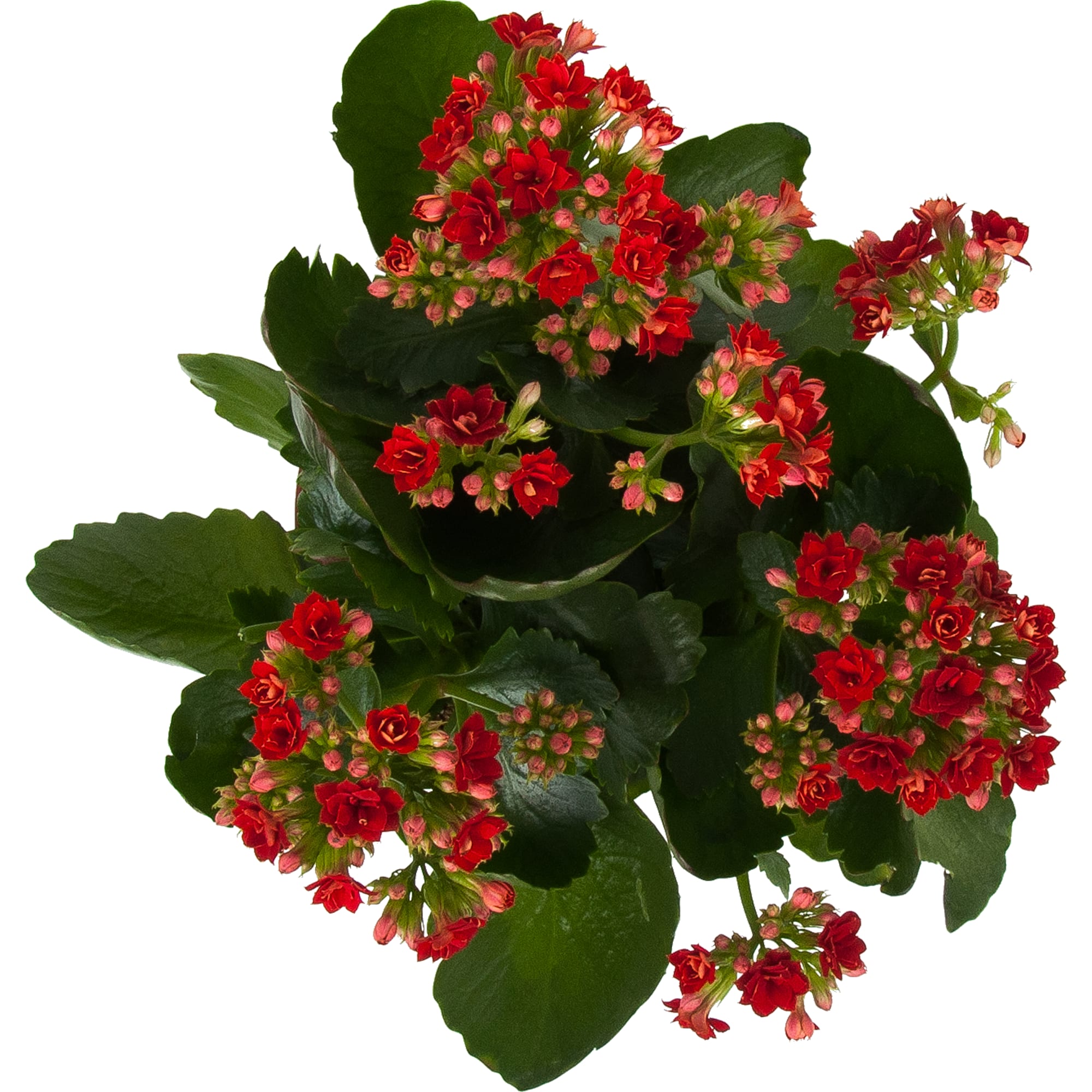 84450734 Каланхое Розалина подарок сумка ø15 h27.5 см Santreyd  - Вид №1