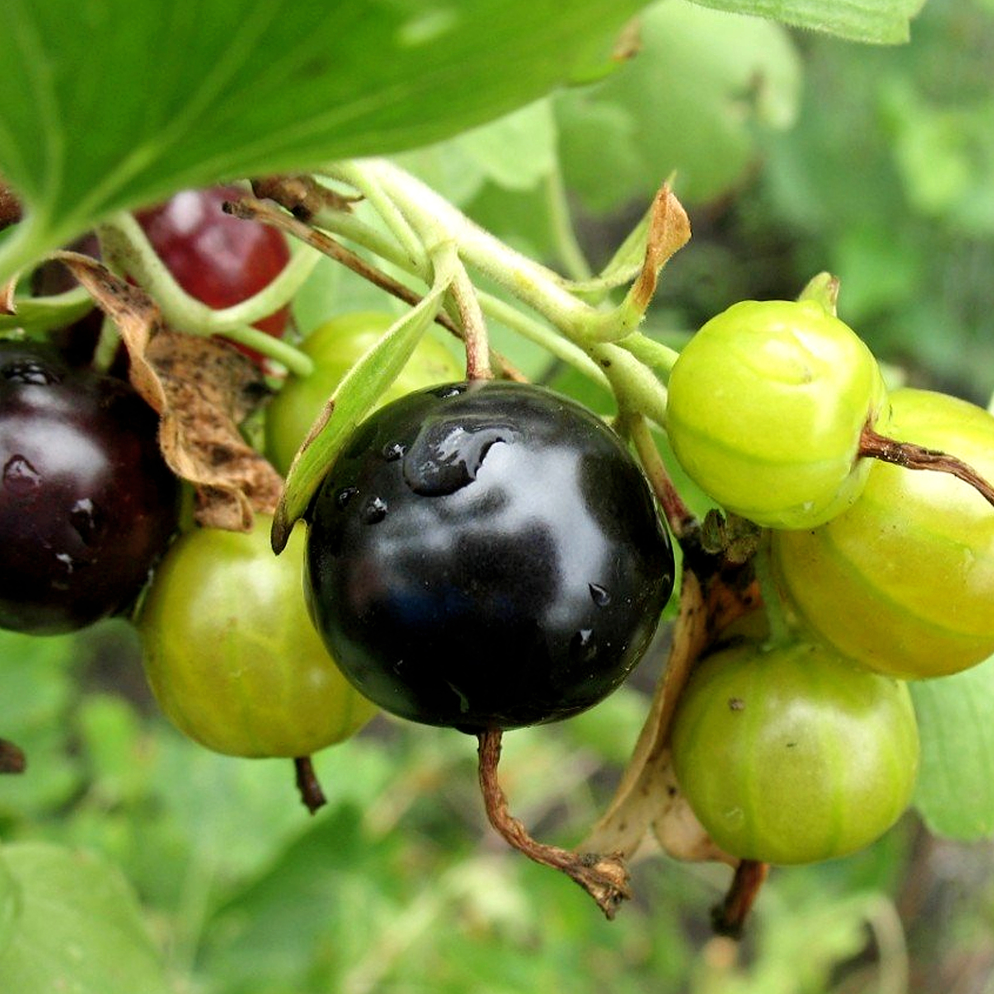 Йошта Santreyd С2 - гибрид смородины и крыжовника для сада 82253640 STLM-0023215 - Вид №1