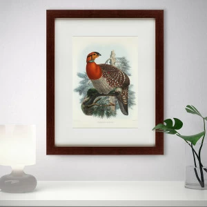 Картина: Серобрюхий трагопан литография, 1840г КАРТИНЫ В КВАРТИРУ  093649 Разноцветный