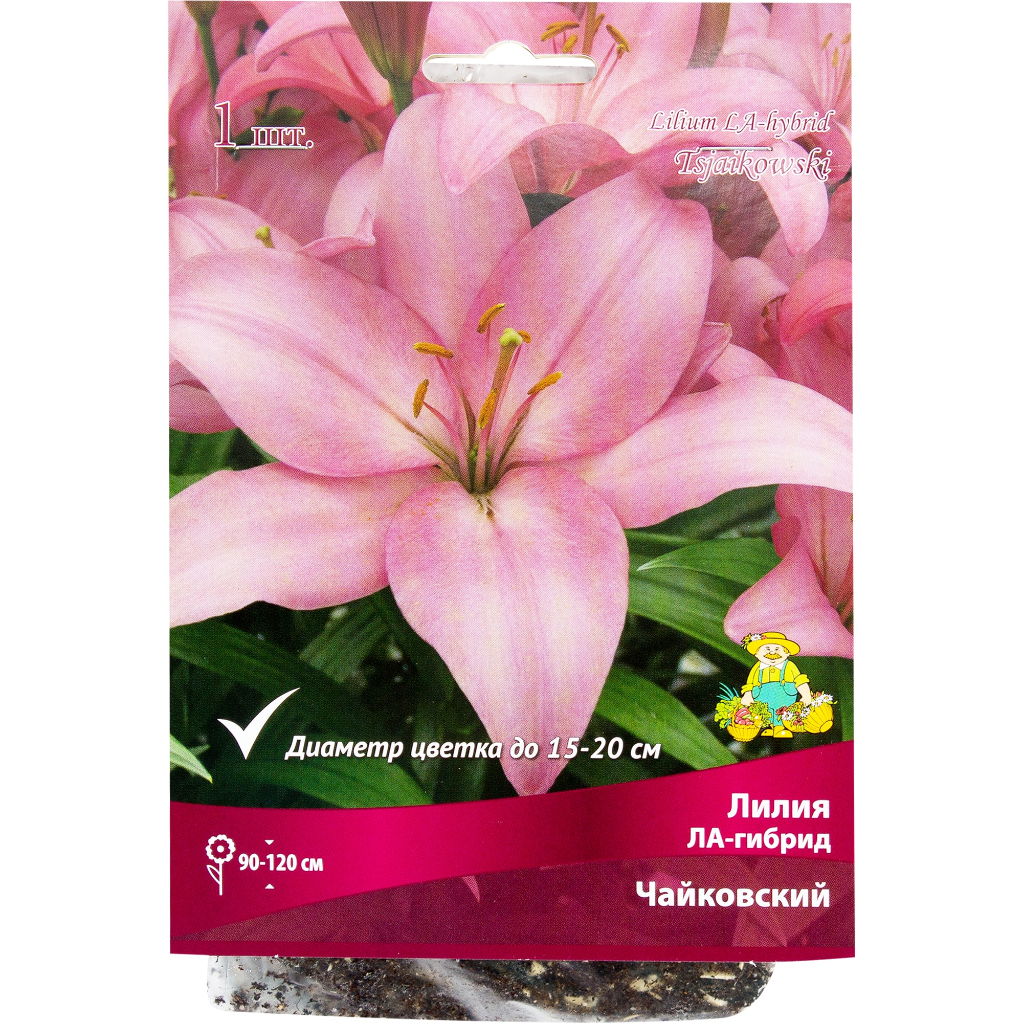 82319580 Лилия ЛА-гибрид «Чайковский», размер луковицы 14/16 Santreyd 