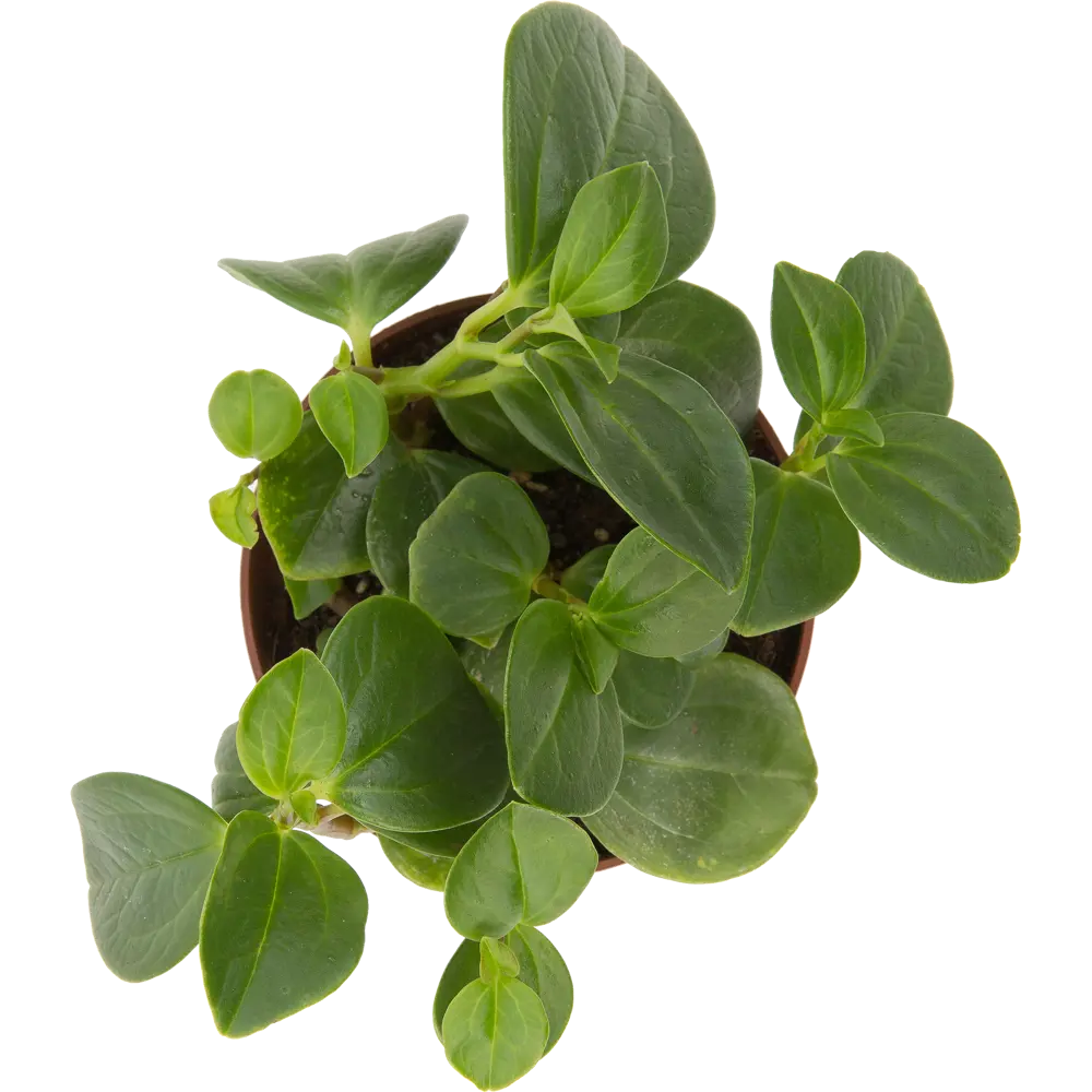 Santreyd Пеперомия магнолиелистная - неприхотливый комнатный цветок 82560380 STLM-0029924 - Вид №1