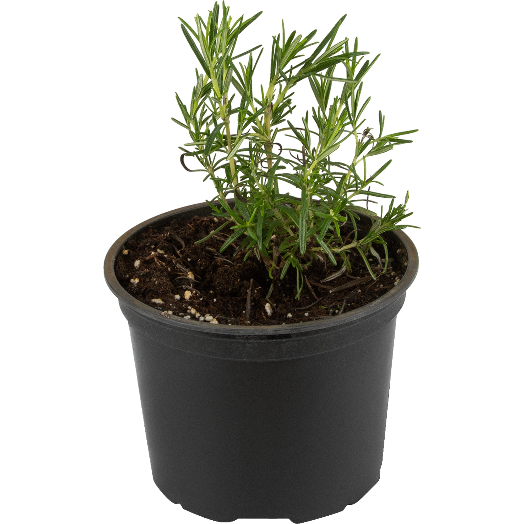 82219523 Розмарин лекарственный «Майорка Пинк» 1.5 л h15 см Santreyd 