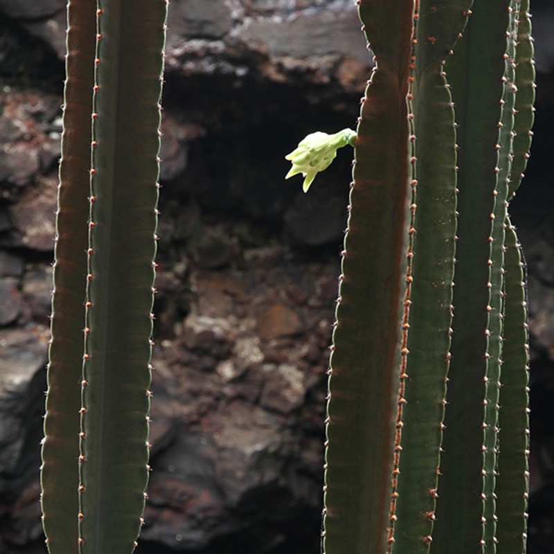 1245/CX38 Картина 1245 Adriani e Rossi 