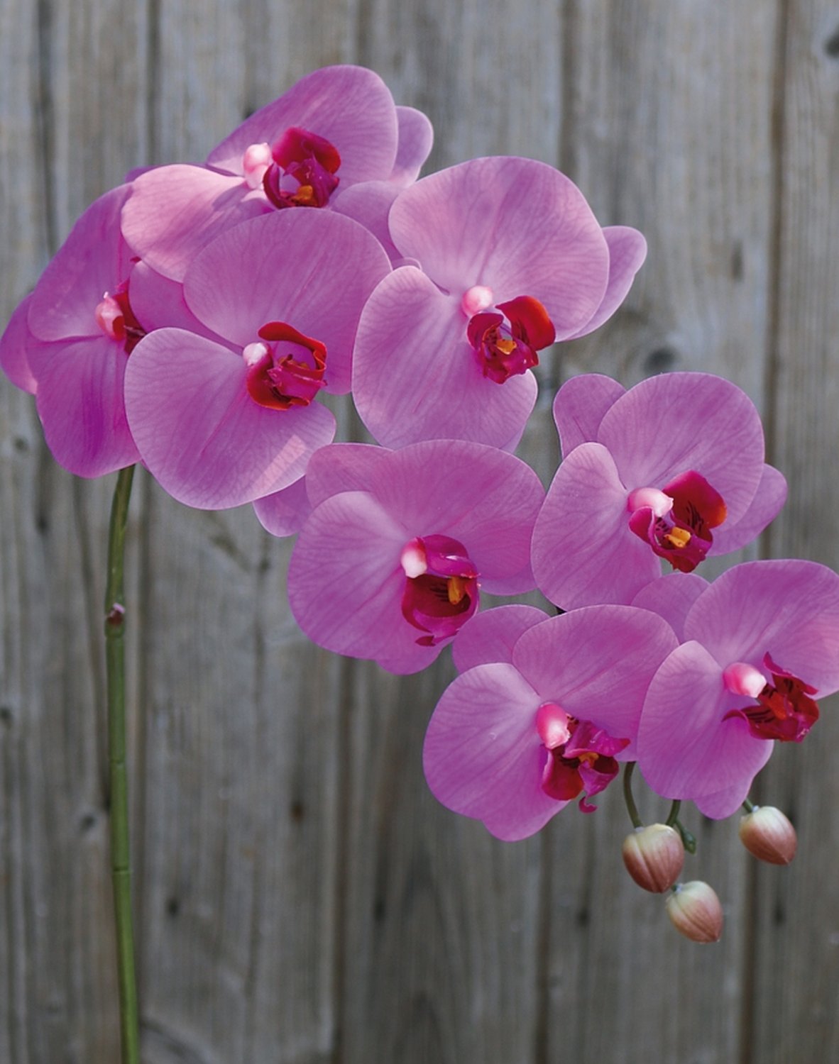 2845 420 a3 Искусственная орхидея Phalaenopsis, 100см, real touch soft, вишня H-andreas  - Вид №2