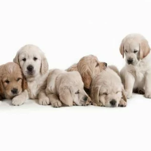 WP01491 Фотообои Verol Фотообои decoline 1х1 м