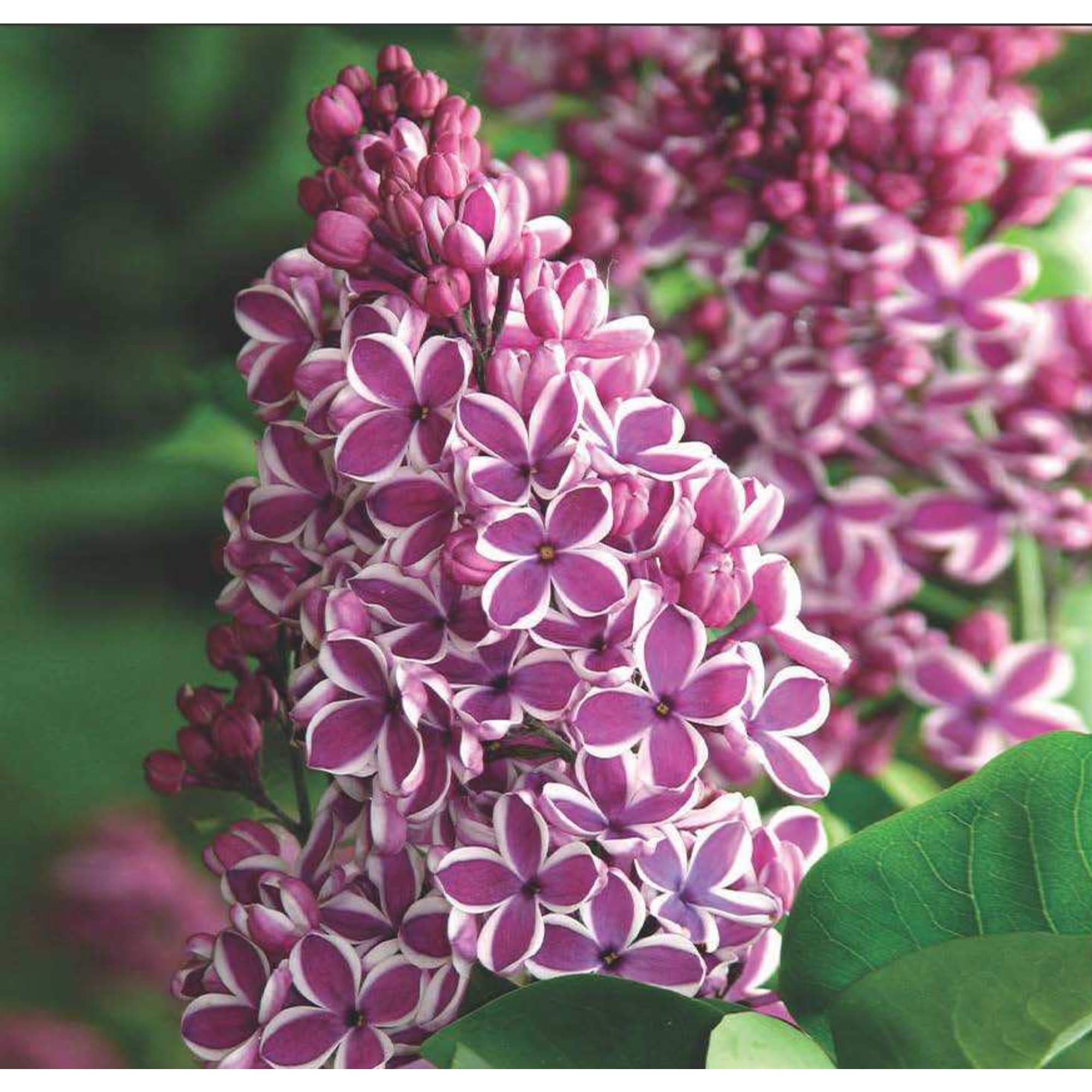 81968682 Сирень обыкновенная «Сенсейшн», контейнер 2-3 л Santreyd 