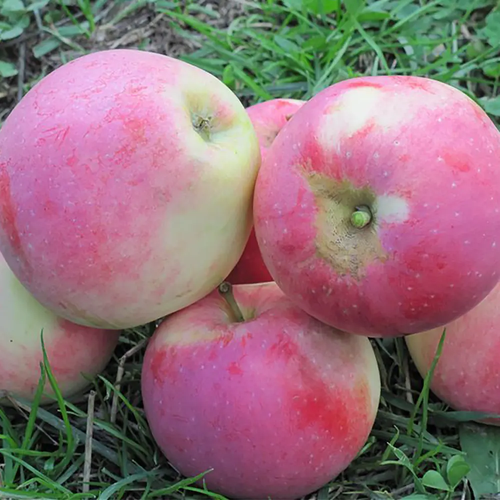 Яблоня «Строевское» 18314631 STLM-2101939 Santreyd 