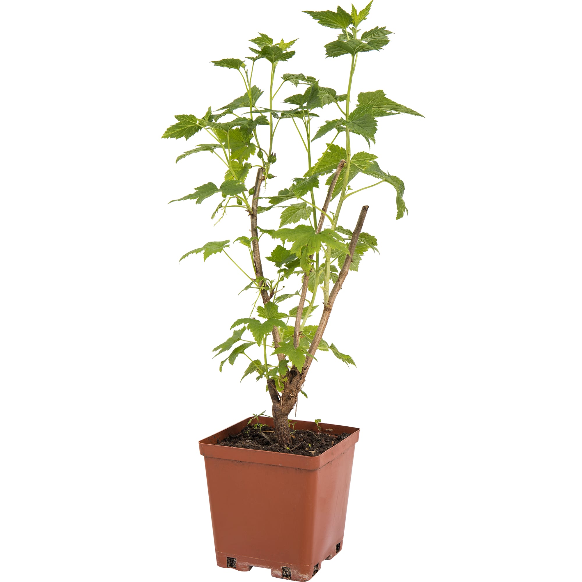 82597116 Смородина чёрная «Нара» C2 высота 40 см Santreyd 