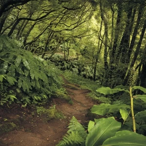 SH029-VD2-The-Path Фотообои Komar Stefan Hefele 2.5х2 м