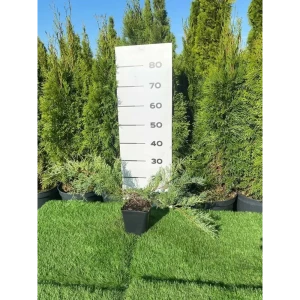 89355399 Можжевельник Пфитц Глаука h20 - 40 см STLM-1528256